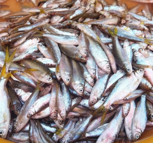 ikan bilih segar