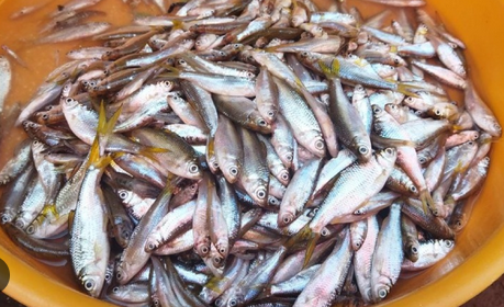 ikan bilih segar