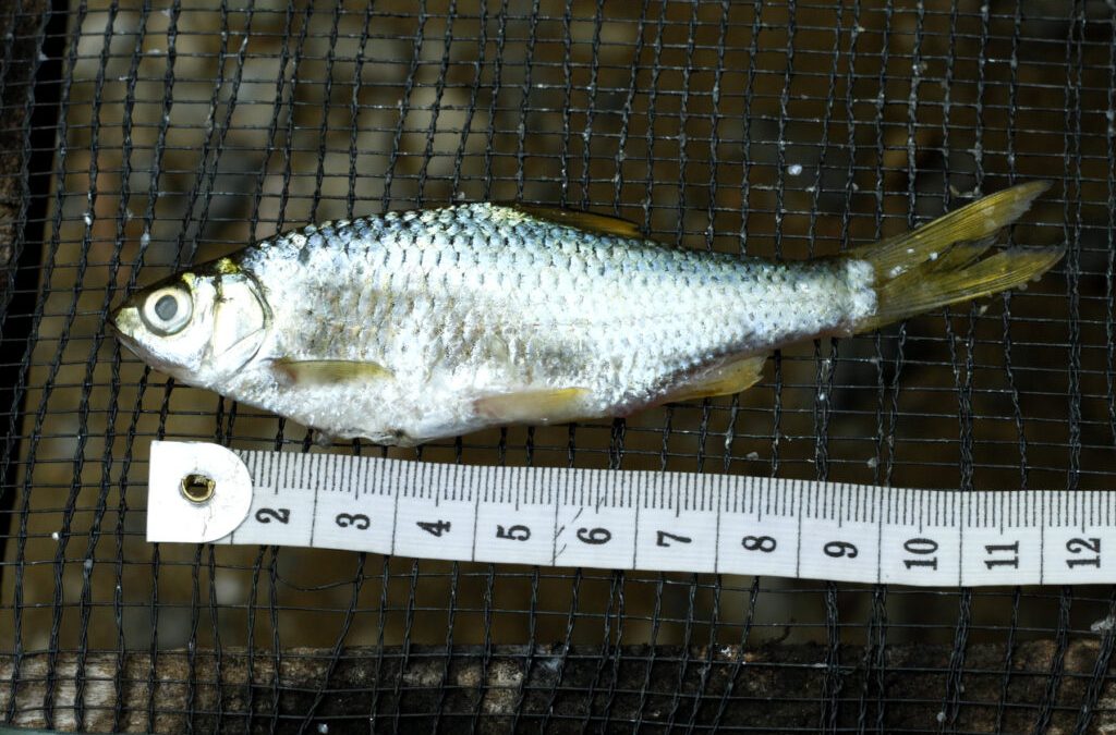 Ikan Bilih Danau Singkarak: Si Mungil Endemik yang Jadi Primadona Kuliner Sumatera Barat